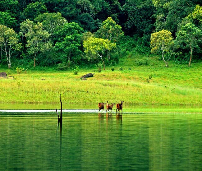 thekkady-tours